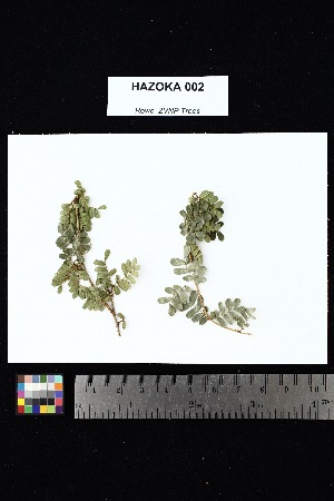  ( - HAZOKA_002)  @11 [ ] Creative Commons-Attribution Non-Commercial Share-Alike (2025) Amanda K. Rowe University of Colorado Boulder Museum of Natural History