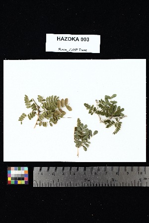  ( - HAZOKA_003)  @11 [ ] Creative Commons-Attribution Non-Commercial Share-Alike (2025) Amanda K. Rowe University of Colorado Boulder Museum of Natural History