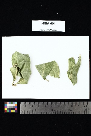  ( - HIBA_001)  @11 [ ] Creative Commons-Attribution Non-Commercial Share-Alike (2025) Amanda K. Rowe University of Colorado Boulder Museum of Natural History