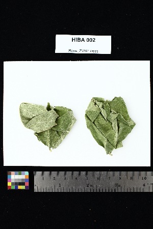  (Rauvolfia media - HIBA_002)  @11 [ ] Creative Commons-Attribution Non-Commercial Share-Alike (2025) Amanda K. Rowe University of Colorado Boulder Museum of Natural History