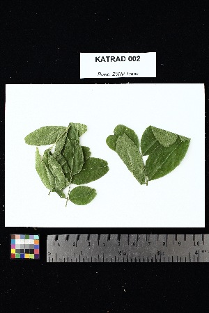  ( - KATRAD_002)  @11 [ ] Creative Commons-Attribution Non-Commercial Share-Alike (2025) Amanda K. Rowe University of Colorado Boulder Museum of Natural History