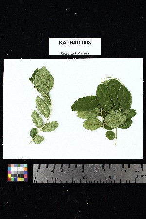  ( - KATRAD_003)  @11 [ ] Creative Commons-Attribution Non-Commercial Share-Alike (2025) Amanda K. Rowe University of Colorado Boulder Museum of Natural History