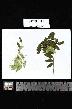  (Cneoroideae - KATRAF_001)  @11 [ ] Creative Commons-Attribution Non-Commercial Share-Alike (2025) Amanda K. Rowe University of Colorado Boulder Museum of Natural History