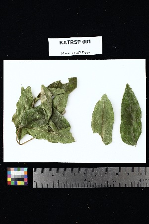  ( - KATRSP_001)  @11 [ ] Creative Commons-Attribution Non-Commercial Share-Alike (2025) Amanda K. Rowe University of Colorado Boulder Museum of Natural History