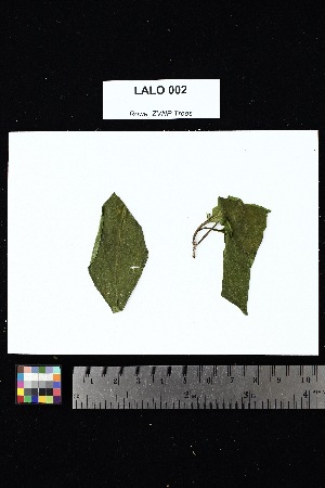  ( - LALO_002)  @11 [ ] Creative Commons-Attribution Non-Commercial Share-Alike (2025) Amanda K. Rowe University of Colorado Boulder Museum of Natural History