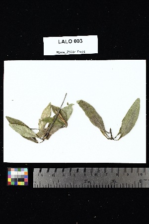  ( - LALO_003)  @11 [ ] Creative Commons-Attribution Non-Commercial Share-Alike (2025) Amanda K. Rowe University of Colorado Boulder Museum of Natural History