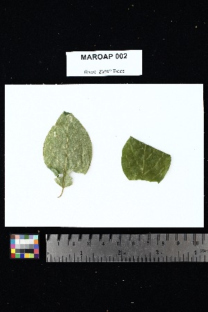  ( - MAROAP_002)  @11 [ ] Creative Commons-Attribution Non-Commercial Share-Alike (2025) Amanda K. Rowe University of Colorado Boulder Museum of Natural History