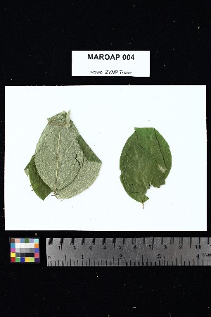  ( - MAROAP_004)  @11 [ ] Creative Commons-Attribution Non-Commercial Share-Alike (2025) Amanda K. Rowe University of Colorado Boulder Museum of Natural History