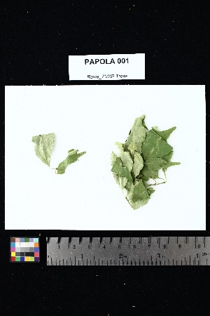  (Tabernaemontana coffeoides - PAPOLA_001)  @11 [ ] Creative Commons-Attribution Non-Commercial Share-Alike (2025) Amanda K. Rowe University of Colorado Boulder Museum of Natural History