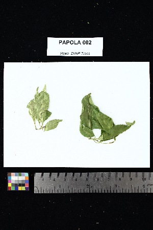  ( - PAPOLA_002)  @11 [ ] Creative Commons-Attribution Non-Commercial Share-Alike (2025) Amanda K. Rowe University of Colorado Boulder Museum of Natural History