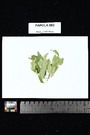  ( - PAPOLA_003)  @11 [ ] Creative Commons-Attribution Non-Commercial Share-Alike (2025) Amanda K. Rowe University of Colorado Boulder Museum of Natural History