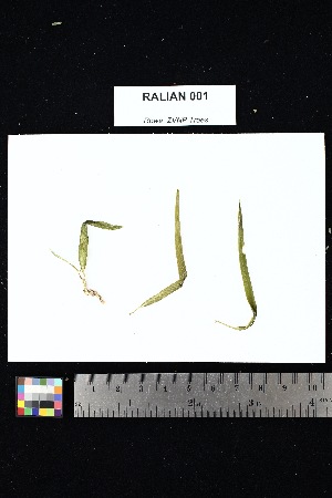  ( - RALIAN_001)  @11 [ ] Creative Commons-Attribution Non-Commercial Share-Alike (2025) Amanda K. Rowe University of Colorado Boulder Museum of Natural History