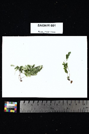  (Phyllanthus casticum - SAGNIR_001)  @11 [ ] Creative Commons-Attribution Non-Commercial Share-Alike (2025) Amanda K. Rowe University of Colorado Boulder Museum of Natural History