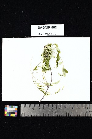  ( - SAGNIR_002)  @11 [ ] Creative Commons-Attribution Non-Commercial Share-Alike (2025) Amanda K. Rowe University of Colorado Boulder Museum of Natural History