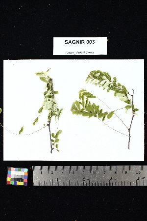  ( - SAGNIR_003)  @11 [ ] Creative Commons-Attribution Non-Commercial Share-Alike (2025) Amanda K. Rowe University of Colorado Boulder Museum of Natural History