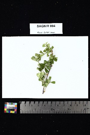  ( - SAGNIR_004)  @11 [ ] Creative Commons-Attribution Non-Commercial Share-Alike (2025) Amanda K. Rowe University of Colorado Boulder Museum of Natural History