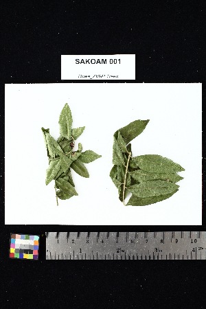  ( - SAKOAM_001)  @11 [ ] Creative Commons-Attribution Non-Commercial Share-Alike (2025) Amanda K. Rowe University of Colorado Boulder Museum of Natural History