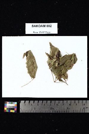  ( - SAKOAM_002)  @11 [ ] Creative Commons-Attribution Non-Commercial Share-Alike (2025) Amanda K. Rowe University of Colorado Boulder Museum of Natural History