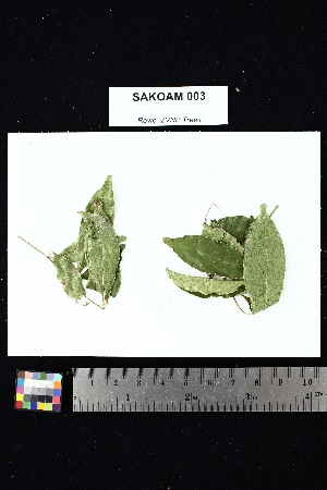  ( - SAKOAM_003)  @11 [ ] Creative Commons-Attribution Non-Commercial Share-Alike (2025) Amanda K. Rowe University of Colorado Boulder Museum of Natural History