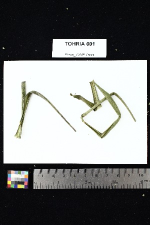  (Phyllarthron - TOHRIA_001)  @11 [ ] Creative Commons-Attribution Non-Commercial Share-Alike (2025) Amanda K. Rowe University of Colorado Boulder Museum of Natural History