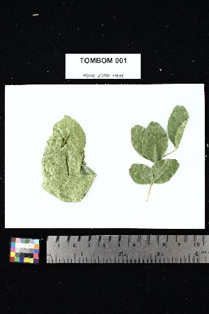  ( - TOMBOM_001)  @11 [ ] Creative Commons-Attribution Non-Commercial Share-Alike (2025) Amanda K. Rowe University of Colorado Boulder Museum of Natural History