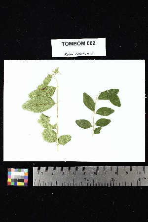  ( - TOMBOM_002)  @11 [ ] Creative Commons-Attribution Non-Commercial Share-Alike (2025) Amanda K. Rowe University of Colorado Boulder Museum of Natural History