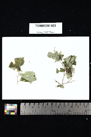  ( - TOMBOM_003)  @11 [ ] Creative Commons-Attribution Non-Commercial Share-Alike (2025) Amanda K. Rowe University of Colorado Boulder Museum of Natural History