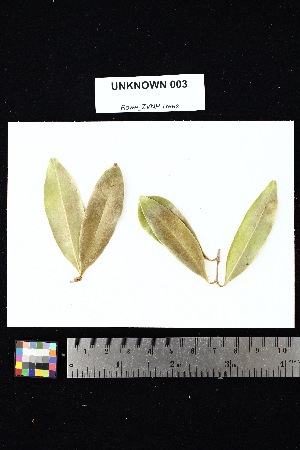  (Noronhia seyrigii - UNKNOWN_003)  @11 [ ] Creative Commons-Attribution Non-Commercial Share-Alike (2025) Amanda K. Rowe University of Colorado Boulder Museum of Natural History