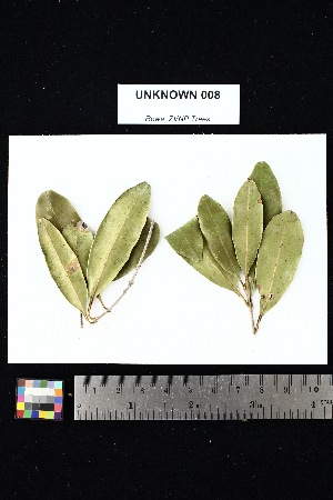  ( - UNKNOWN_008)  @11 [ ] Creative Commons-Attribution Non-Commercial Share-Alike (2025) Amanda K. Rowe University of Colorado Boulder Museum of Natural History