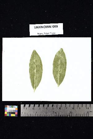  ( - UNKNOWN_009)  @11 [ ] Creative Commons-Attribution Non-Commercial Share-Alike (2025) Amanda K. Rowe University of Colorado Boulder Museum of Natural History