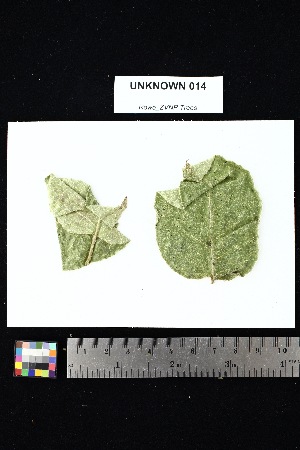  ( - UNKNOWN_014)  @11 [ ] Creative Commons-Attribution Non-Commercial Share-Alike (2025) Amanda K. Rowe University of Colorado Boulder Museum of Natural History