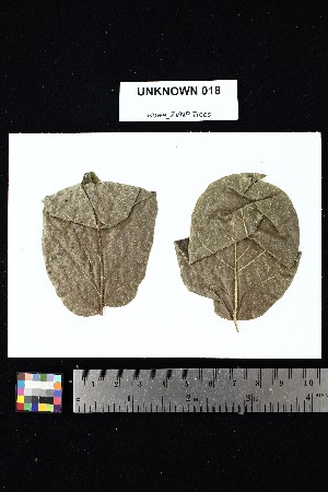  ( - UNKNOWN_018)  @11 [ ] Creative Commons-Attribution Non-Commercial Share-Alike (2025) Amanda K. Rowe University of Colorado Boulder Museum of Natural History