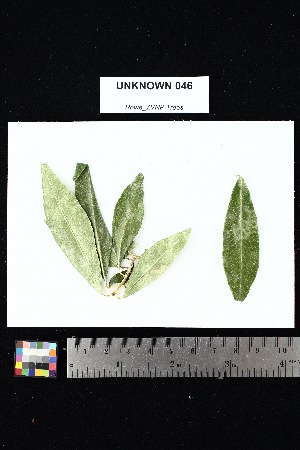  (Noronhia boivinii - UNKNOWN_046)  @11 [ ] Creative Commons-Attribution Non-Commercial Share-Alike (2025) Amanda K. Rowe University of Colorado Boulder Museum of Natural History