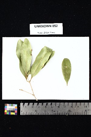  (Noronhia sp - UNKNOWN_052)  @11 [ ] Creative Commons-Attribution Non-Commercial Share-Alike (2025) Amanda K. Rowe University of Colorado Boulder Museum of Natural History