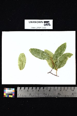  (Uvaria manjensis - UNKNOWN_053)  @11 [ ] Creative Commons-Attribution Non-Commercial Share-Alike (2025) Amanda K. Rowe University of Colorado Boulder Museum of Natural History