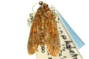  ( - CNCLEP00089822)  @13 [ ] CreativeCommons - Attribution Non-Commercial Share-Alike (2011) JF Landry,Canadian National Collections & Zhaofu Yang, BIO Canadian National Collections