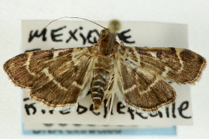  (Herpetogramma nr. salbialis - CNCLEP00089869)  @12 [ ] CreativeCommons - Attribution Non-Commercial Share-Alike (2011) JF Landry,Canadian National Collections & Zhaofu Yang, BIO Canadian National Collections