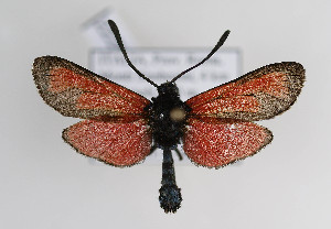  (Zygaena erythrus - ZZZMeryery003)  @14 [ ] No Rights Reserved  Unspecified Unspecified