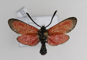  (Zygaena rubicundus - ZZZMrub#003)  @14 [ ] No Rights Reserved  Unspecified Unspecified