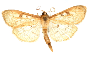  (Herpetogramma abdominalis CS - CNCLEP00075064)  @11 [ ] CreativeCommons - Attribution Non-Commercial Share-Alike (2010) Jean-Francois Landry, CNC and Zhaofu Yang, BIO Canadian National Collections