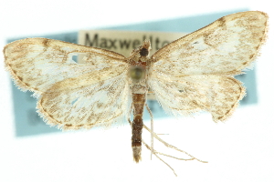  ( - CNCLEP00074264)  @13 [ ] CreativeCommons - Attribution (2010) CBG Photography Group Centre for Biodiversity Genomics