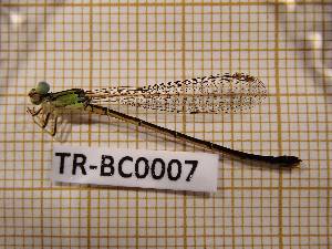  (Ischnura sp. nov. HUA - TR-BC0007)  @11 [ ] Copyright (2020) Thibault Ramage Research Collection of Thibault Ramage