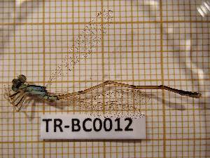  (Ischnura sp. nov. TUU - TR-BC0012)  @11 [ ] Copyright (2020) Thibault Ramage Research Collection of Thibault Ramage