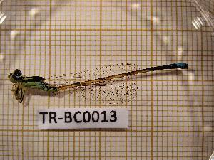  (Ischnura sp. nov. TR - TR-BC0013)  @11 [ ] Copyright (2020) Thibault Ramage Research Collection of Thibault Ramage