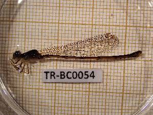  (Ischnura sp. DD - TR-BC0054)  @11 [ ] Copyright (2020) Thibault Ramage Research Collection of Thibault Ramage