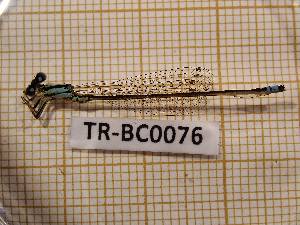  (Ischnura rurutana - TR-BC0076)  @11 [ ] Copyright (2020) Thibault Ramage Research Collection of Thibault Ramage
