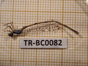  (Ischnura sp. nov. SB - TR-BC0082)  @11 [ ] Copyright (2020) Thibault Ramage Research Collection of Thibault Ramage